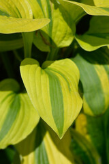 Hosta Moon Split leaves