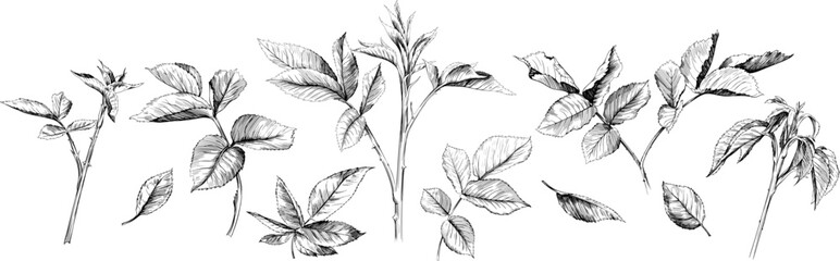 Hand drawn branch vintage illustration. Rose leaf isolated collection element on white background. Black and white hand drawn branch vintage engraved ink art.