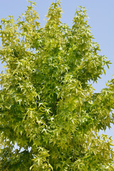 American sweetgum tree