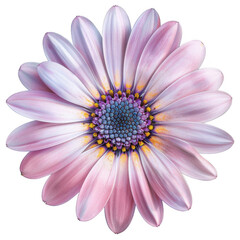 Pink Flower with Yellow and Purple Center