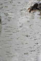 Common birch bark detail