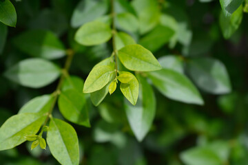 Oval-leaved privet leaves