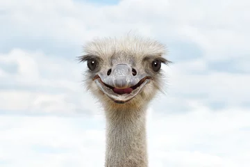 Fotobehang Struisvogel Portrait of a funny ostrich against the sky  © sonsedskaya
