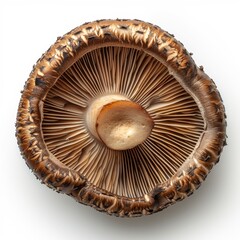 Mushroom, Isolated on white background, AI generated