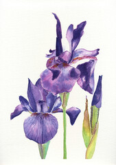 Aquarell, Schwertlilie gemalt mit Wasserfarbe, Malerei © IR_Daylin