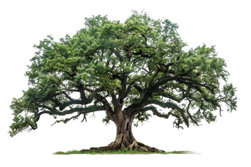 Majestic Large Tree with Dense Green Foliage