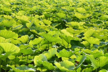 closeup lotus leaf