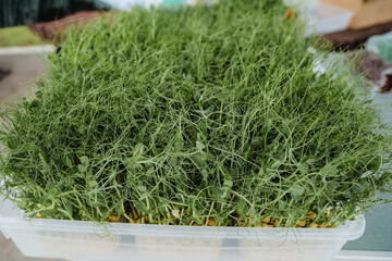 Fresh green sprouts peacefully lie on a wooden table, bringing a touch of nature indoors. They...