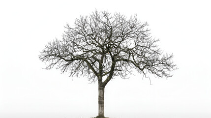 Tree with leaves isolated white background, the hall tree is captured in high resolution and presented against a white background, this high quality photo captures the detail of this unique piece 