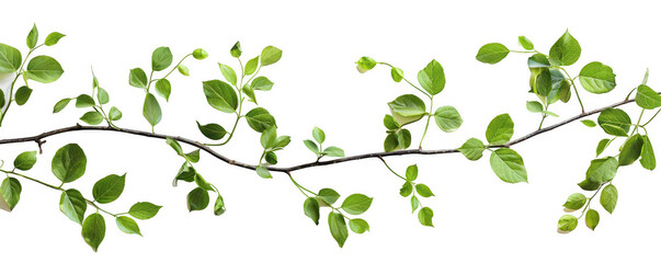 Obraz premium Fresh Green Leaves on Branches