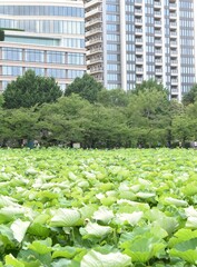 ueno park tokyo view on modern buildings