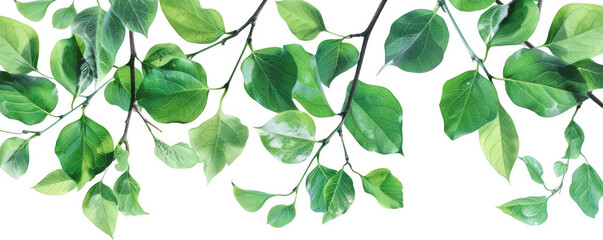Obraz premium Fresh Green Leaves on Branches