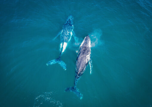 Aerial view of Humpback Whales swimming in the Coral Sea, Point Lookout, Queensland, Australia.