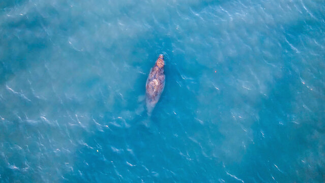 Aerial view of tranquil marine habitat with dugong in clear turquoise water, Point Halloran Conservation Area, Victoria Point, Australia.