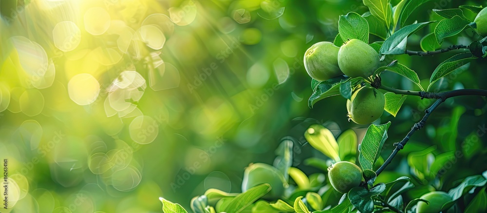 Poster a green tree with young quince fruits growing on a branch, set against a background of lush foliage,