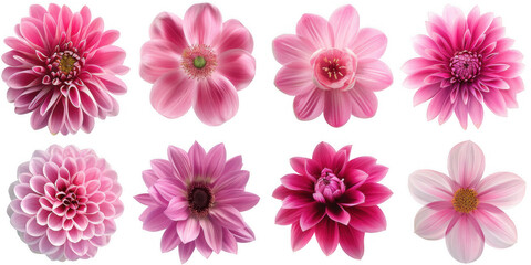 Fototapeta premium Collection of Eight Pink Flowers