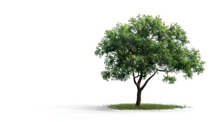 Obraz premium Rain Tree on White Background. Tropical Tree,Tree with leaves isolated white background,Tree isolated on white background 3D illustration, 3D renderinImage of bengal almond tree on white background 