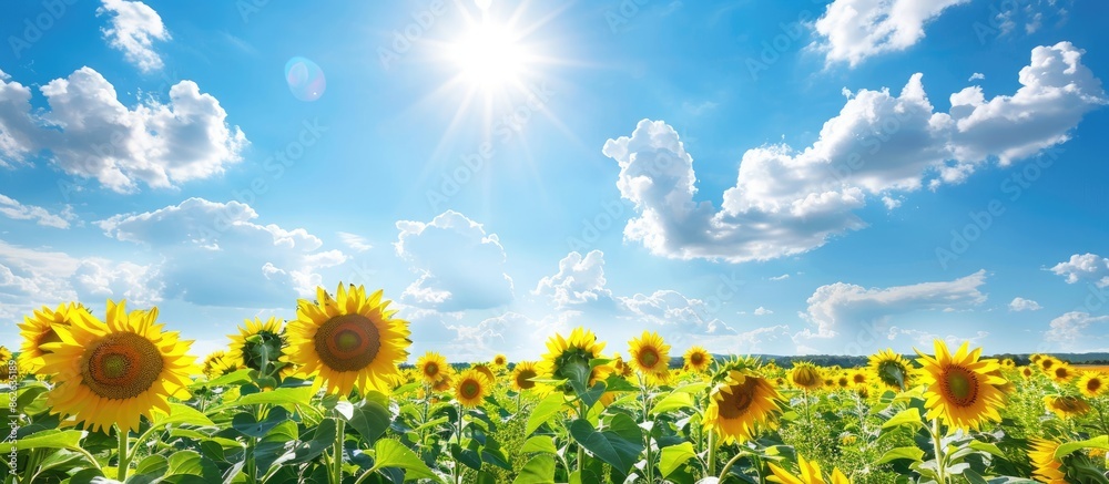 Poster vibrant sunflowers in full bloom in a vast field under a bright blue sky with fluffy white clouds, c