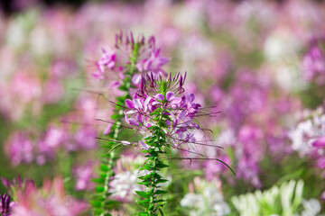 Close up Spiny spiderflower