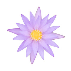 Fototapeta premium Lotus flower on isolated white