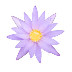 Lotus flower on isolated white