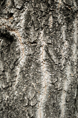 A Texture of a Tree Bark Detail