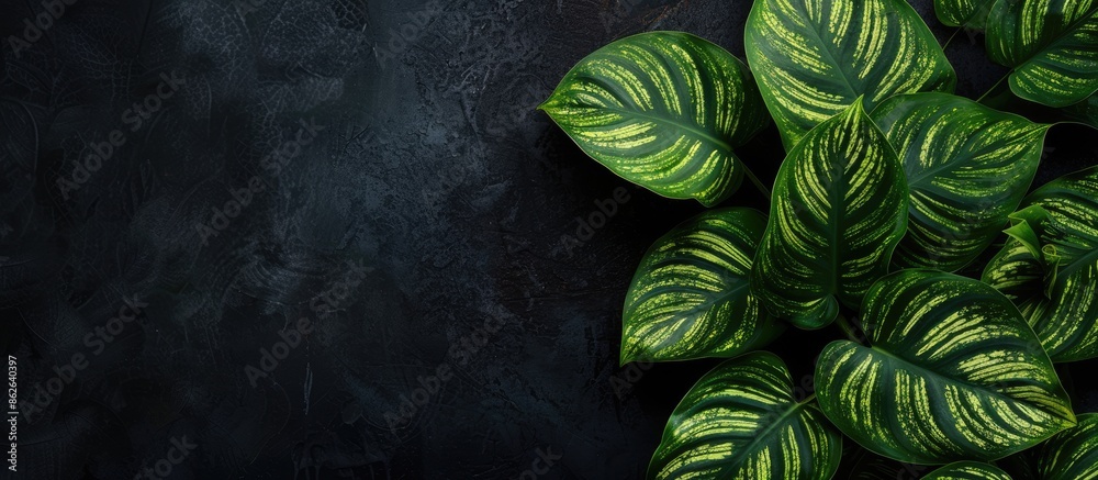 Aufkleber plant leaves set against a black backdrop with space for text or images. copy space image. place for