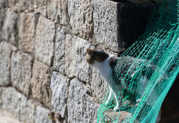 防護ネットから顔を出す猫
