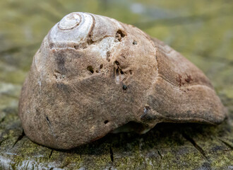 Close up macro detail on empty sea shells 