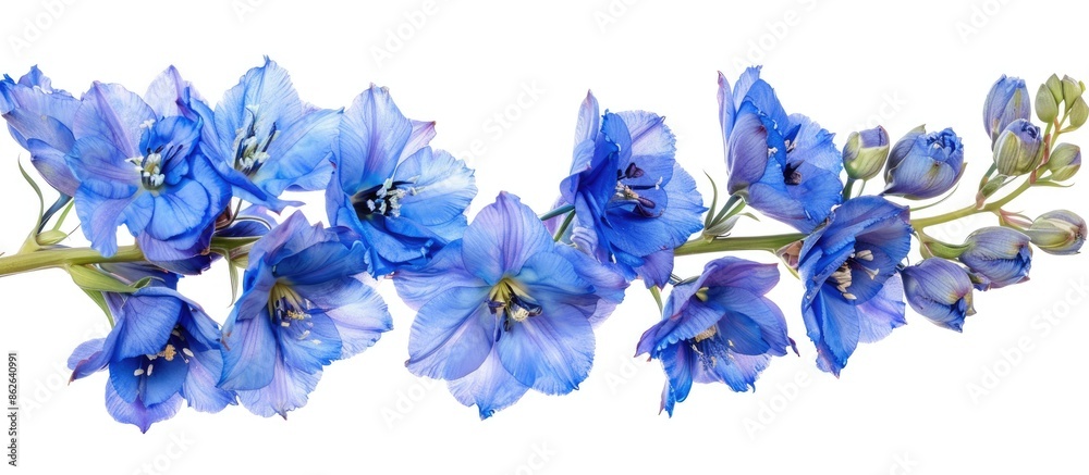 Poster Blue Delphinium on a white backdrop is an ideal copy space image for florists.