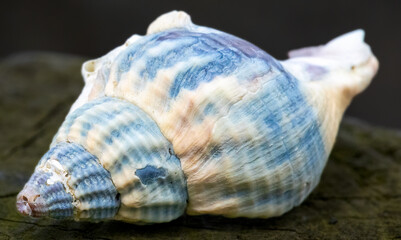 Close up macro detail on empty sea shells 