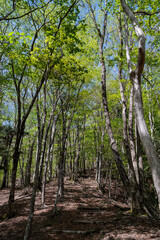 Obraz premium 爽やかな新緑の森を歩く