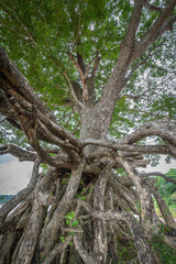 The floating root of Ancient Rain Tree at Ubon Ratchathani, Thailand