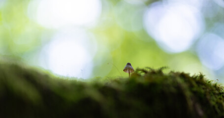 苔とキノコ © rai