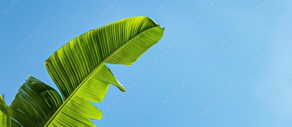 Poster a green banana leaf set against a clear blue sky, providing ample copy space for text or graphics.