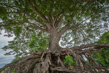 The floating root of Ancient Rain Tree at Ubon Ratchathani, Thailand