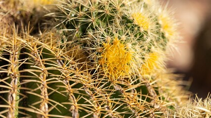 Yellow cactus in Frejus.  Cactus jaune a Frejus France