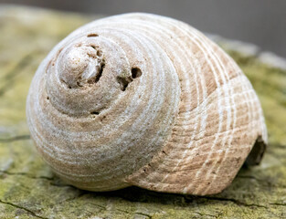 Close up macro detail on empty sea shells 