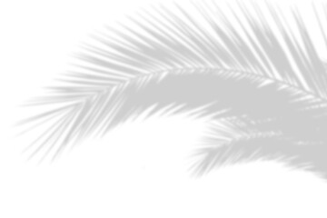 Palm tree leaf shadow effect isolated on transparent background. Summer decoration design elements. Tropical coconut leaves shadow overlay. Realistic blur leaf shade effect overlay. Mockup for product