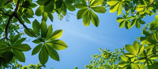 Green chestnut leaves seen from below against a backdrop of the blue sky, with copy space image included.