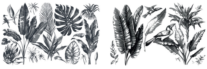Fototapeta premium Heliconia bihai black and white clipart drawn in vintage engraving style