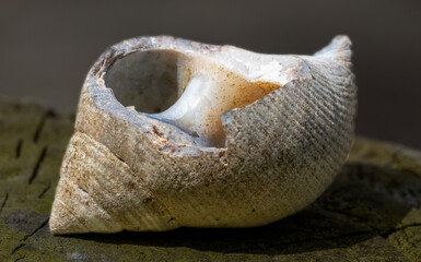 Close up macro detail on empty sea shells 