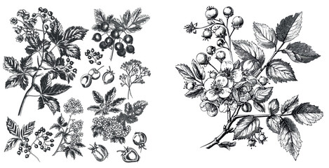 This black and white clip art illustration features a Hawthron botanical illustration