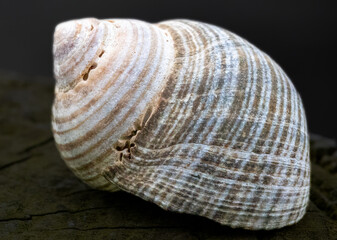 Close up macro detail on empty sea shells 