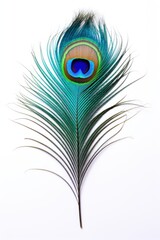 Obraz premium Peacock feather pattern bird.