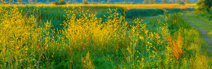 The edge of a lake with reed in wetland in summer at sunrise,  Almere, Flevoland, The Netherlands, June 24, 2024