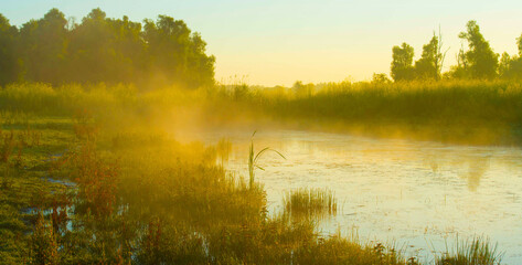 The edge of a lake with reed in wetland in summer at sunrise,  Almere, Flevoland, The Netherlands,...