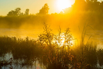 The edge of a lake with reed in wetland in summer at sunrise,  Almere, Flevoland, The Netherlands, June 24, 2024