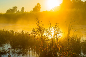 The edge of a lake with reed in wetland in summer at sunrise,  Almere, Flevoland, The Netherlands, June 24, 2024