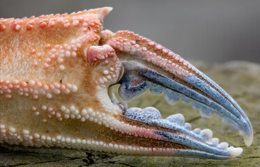 Close up macro of the detail on a crab claw 